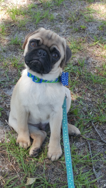 Milo Pugsley
