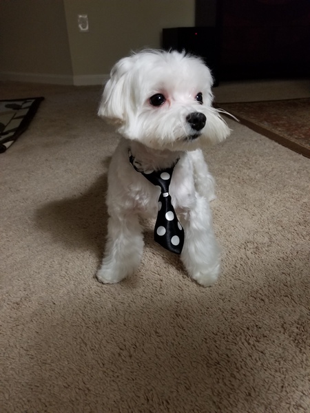 CHIKO