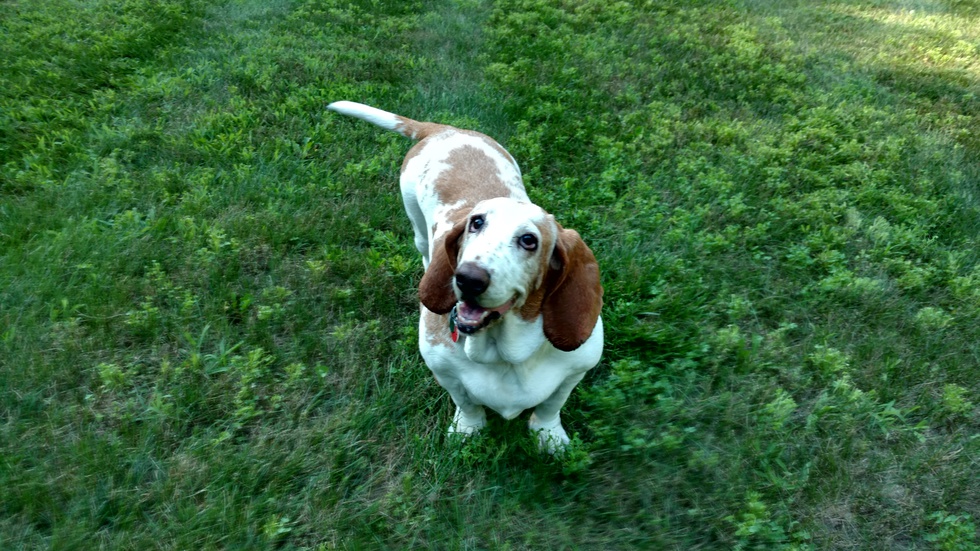 Vote for Ruby New England Basset Hound Rescue 2018 Calendar Contest