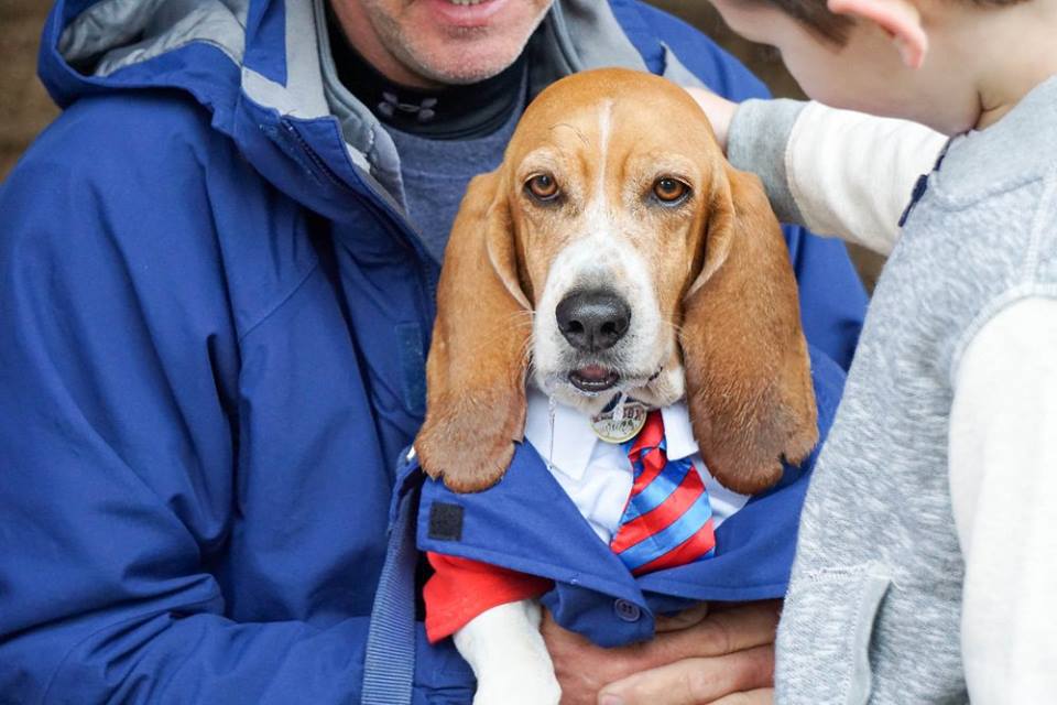Vote for Henry New England Basset Hound Rescue 2018 Calendar Contest