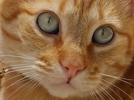 Sunshine (Sunny) SCAS rescue