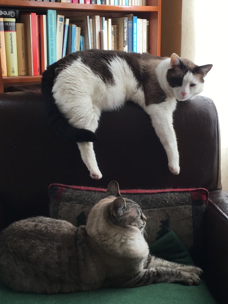 Captain and Lady, brother and sister from the Santa Cruz County Animal Shelter