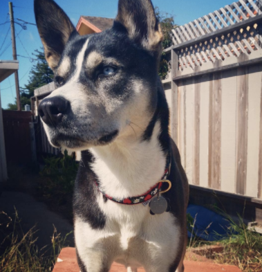 Bowie (from SC Animal Shelter)