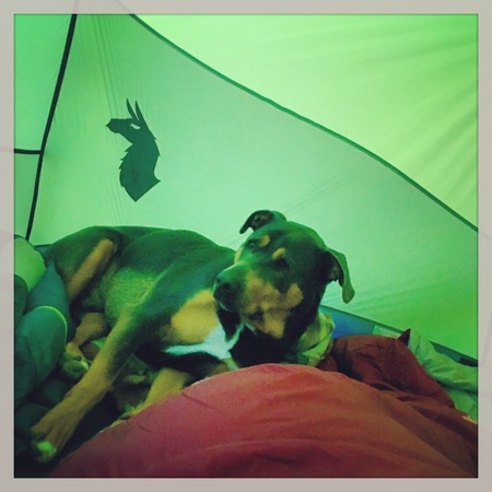 Scout (SC Animal Shelter 2012 adoptee) in his pup-tent