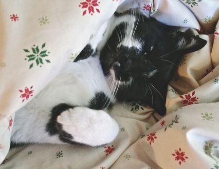 Pablo Diablo Xmas Cat