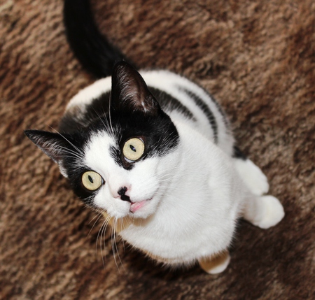Zoe Polka Dottie 