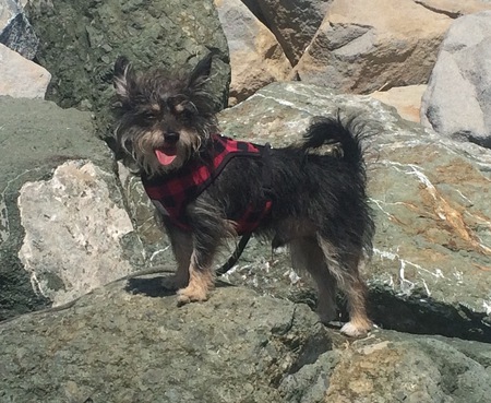 Einstein aka Little Dude