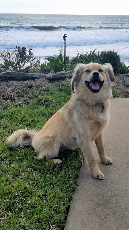 Mojo - SCCAS Adoptee 2016