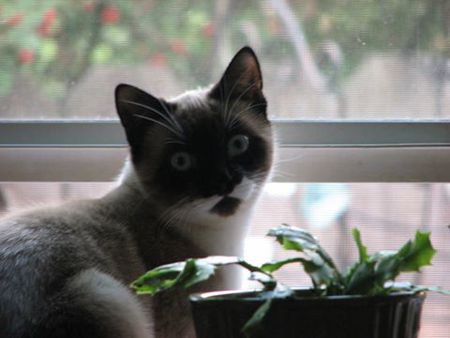 Sophia