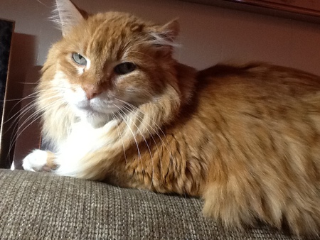 LIonel (Adopted from SCCAS December 2012 when he was 10)