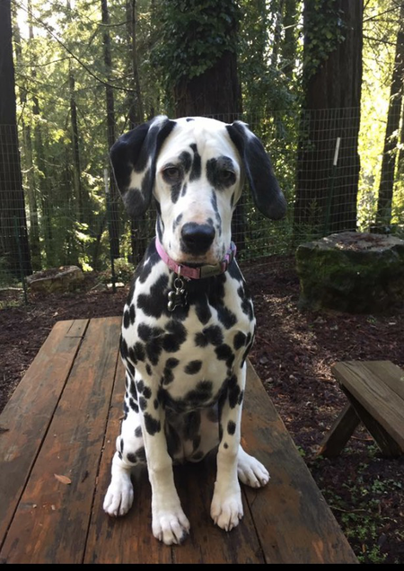 Lulu