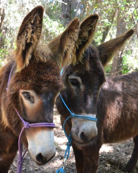 Donkey Rescues: Daughter Rambo Reba  & Momma Arna