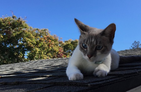 Coco