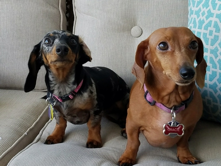 Mabel and Gracie, "Couch Potatoes" 