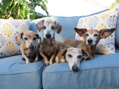 Shelby, Jeb, Lily, Bubba