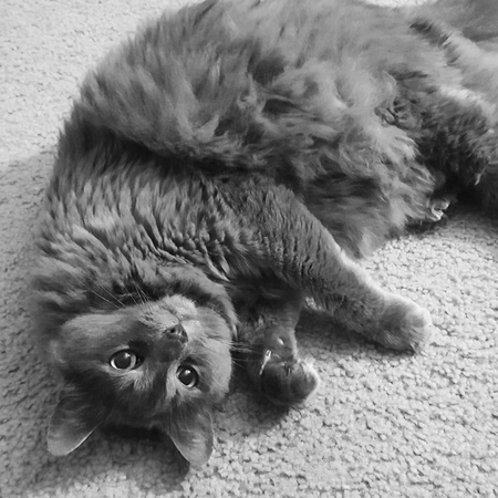Ollivander (aka Houston)