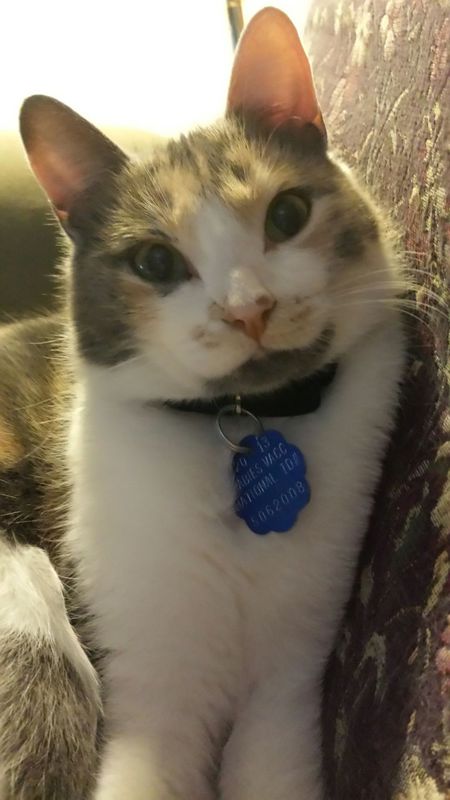 Bixiboo