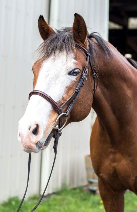 Cole the Wonder Horse