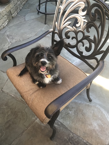 Gizmo