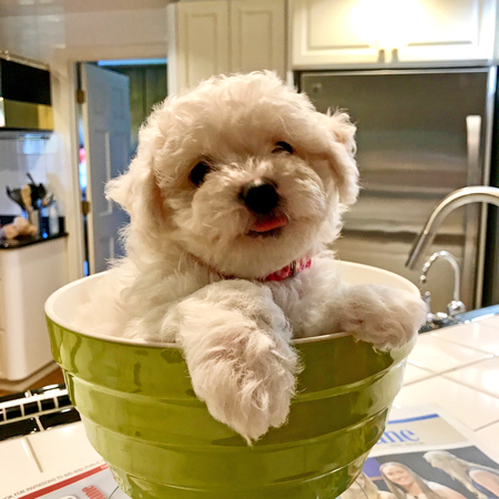 Tallulah