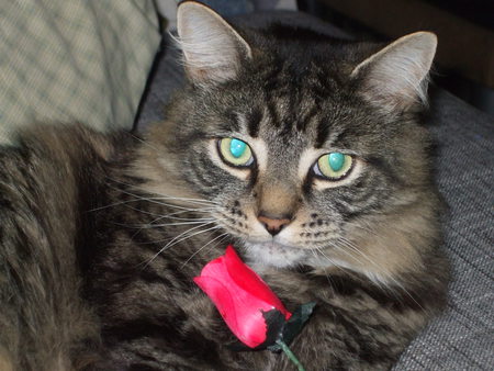 Niko
