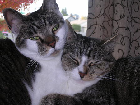Luna and Simba