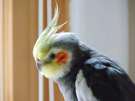 Sylvester 