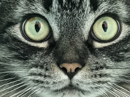 Simon 