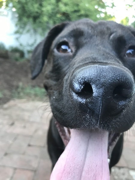 Finn