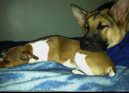Thor & Elvis Friends for Life