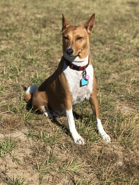 Izzy watching a deer