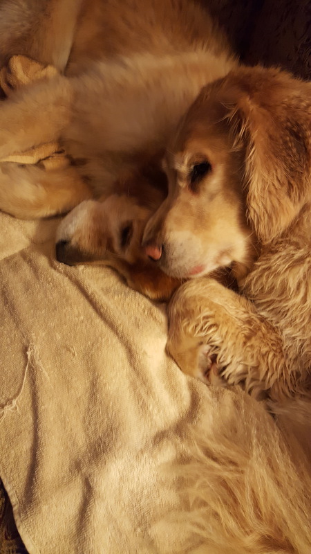Toby and Monty (pet partner therapy dog)