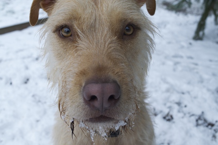 Cooper