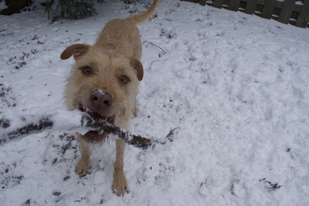 Cooper