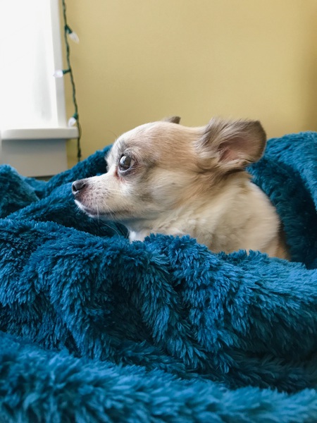 Gizmo