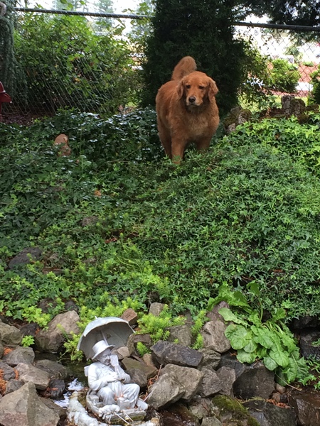 Ginger Angel of Goldens