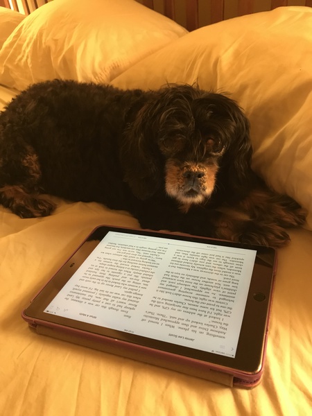 Sadie, catching up on her reading