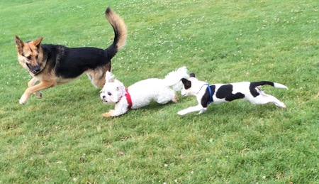 Kaya (German Shepherd) Helen (all white) Rumi (black and white)