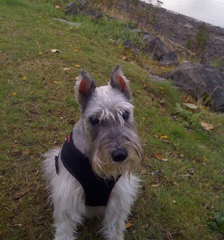 Clyde