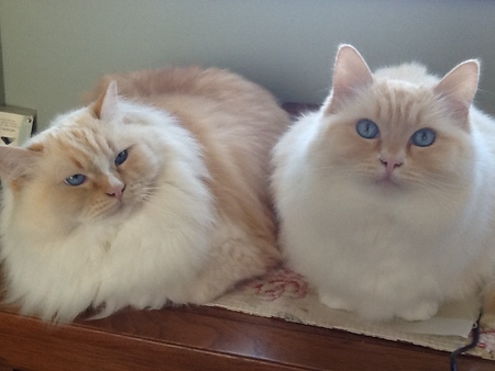 Simon & Garfunkle