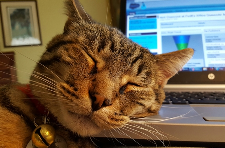 MAX - lapcat on the laptop