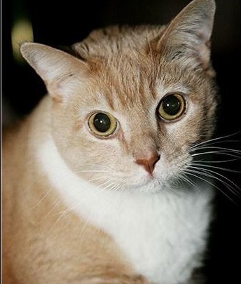 Ceasar