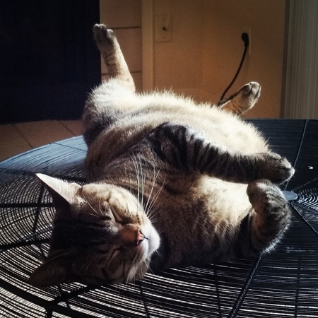 Simon Allouicious Von Tubbington III