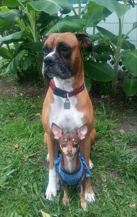 Machete and Maya 