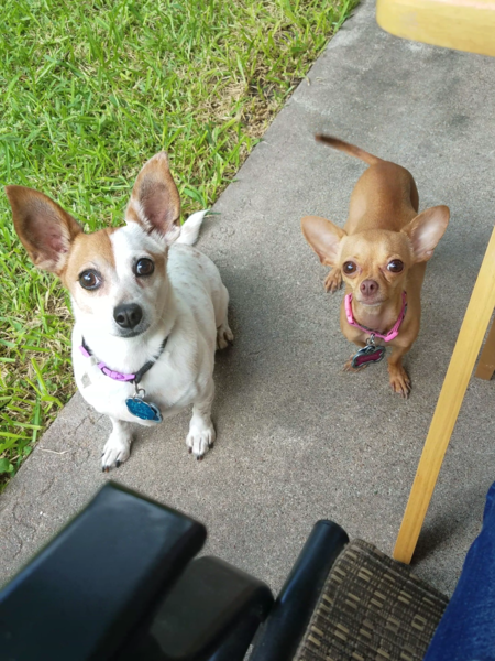 Charlie & Pumpkin
