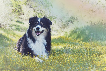 Lilly