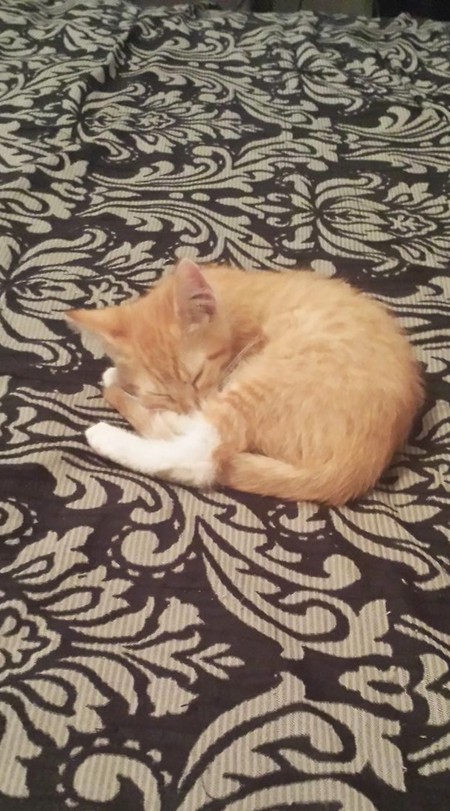 Baby Link