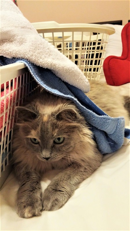 BeBe