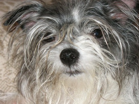Hollie