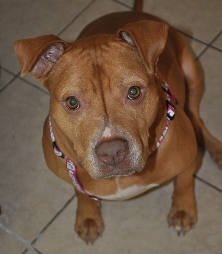 Gypsy 